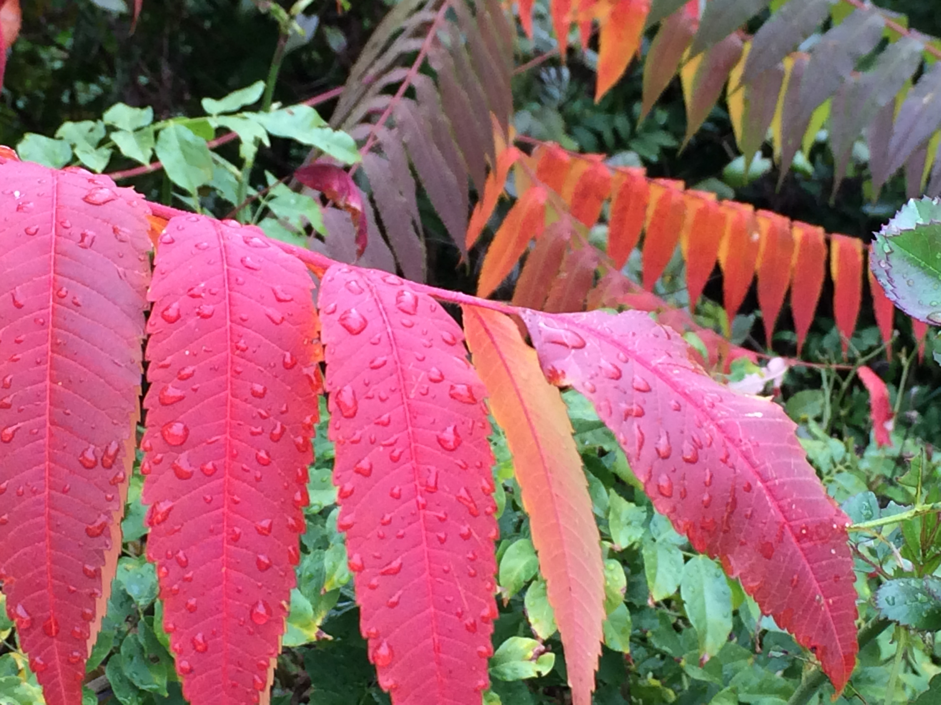 Staghorn Sumac Shines Best in Fall blue house gardens llc