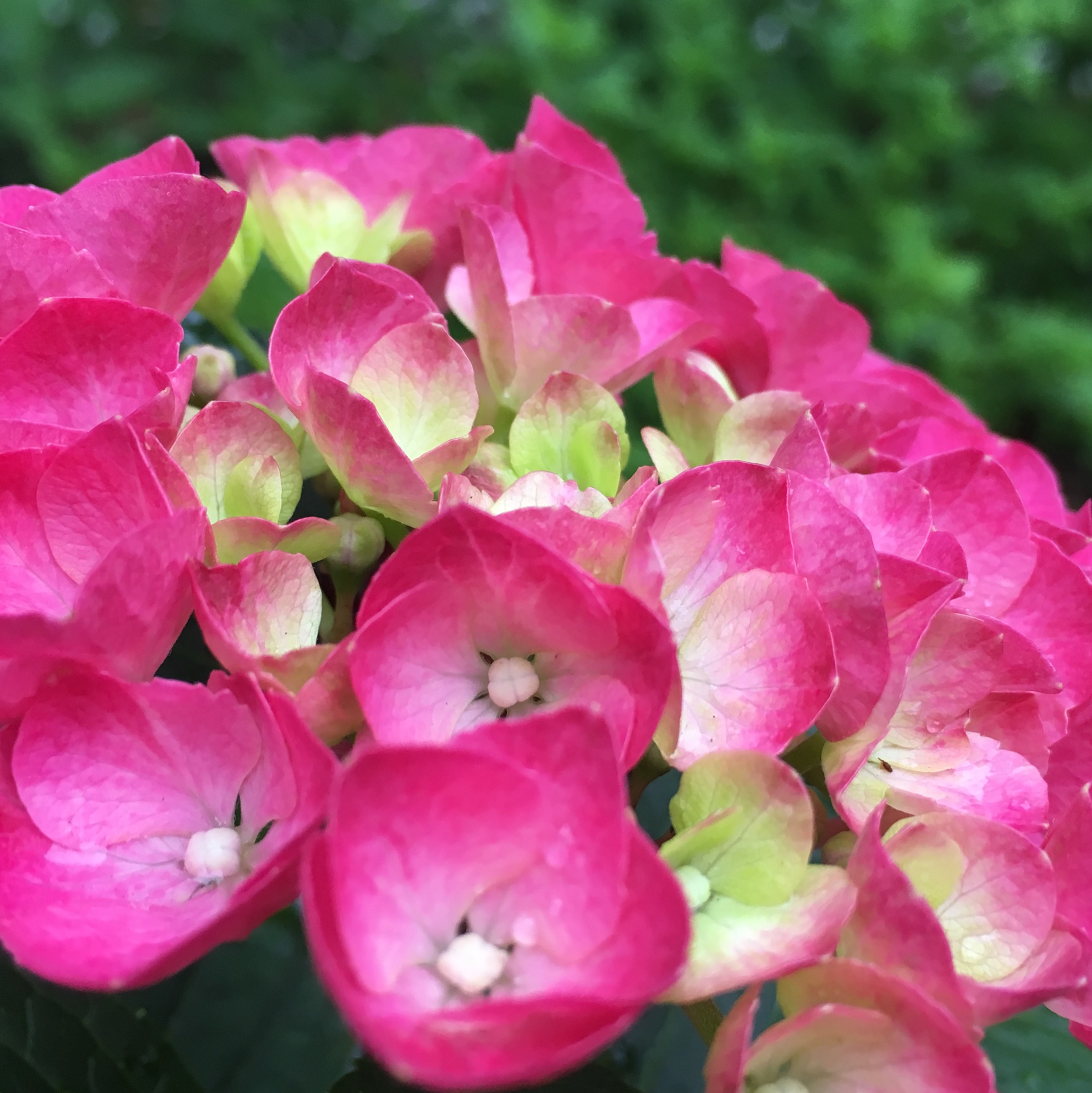 Cityline Hydrangeas - blue house gardens llc